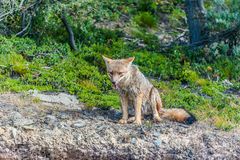 Tierra del Fuego - Fuchs