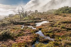 Tierra del Fuego - Hochmoor