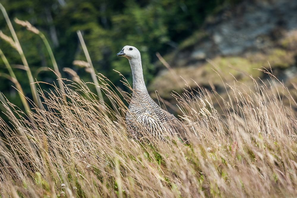 Tierra del Fuego - Magellan Gans