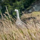 Tierra del Fuego - Magellan Gans