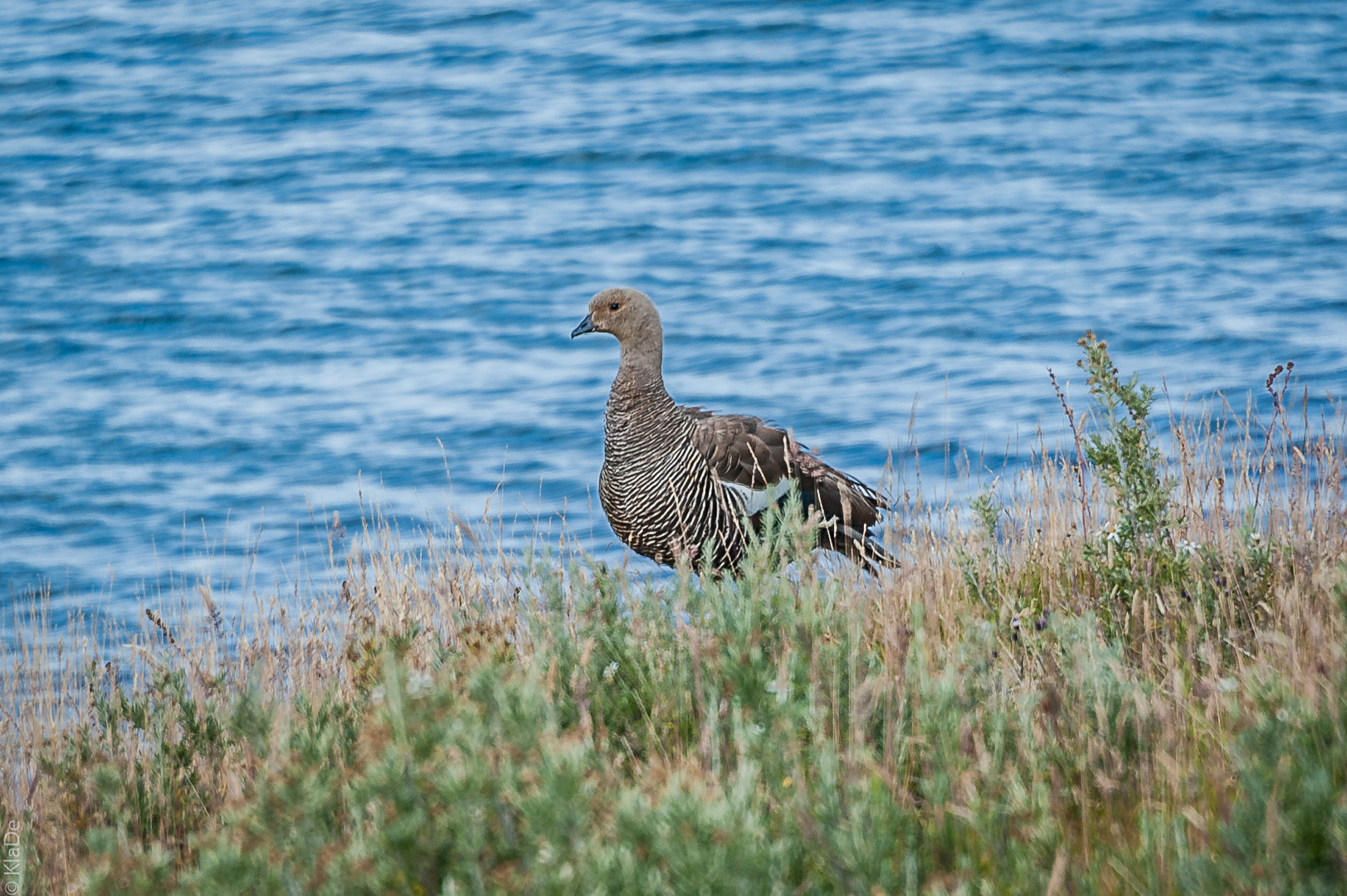 Tierra del Fuego - Magellan Gans