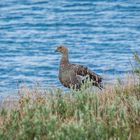 Tierra del Fuego - Magellan Gans