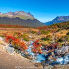 Tierra del Fuego National Park, Patagonia, Argentina