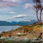 Tierra del Fuego National Park, Patagonia, Argentina