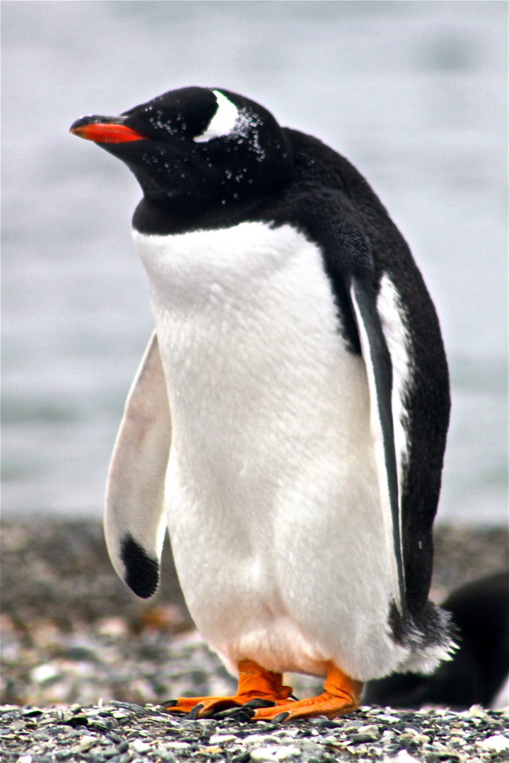 Tierra del Fuego - pingüino