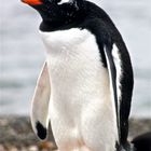 Tierra del Fuego - pingüino