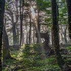 Tierra del Fuego - Zauberwald