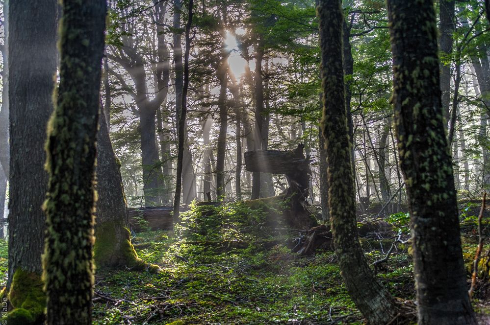 Tierra del Fuego - Zauberwald