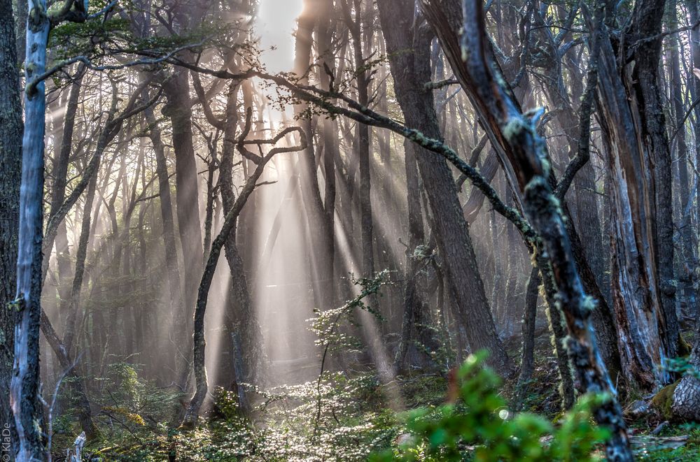 Tierra del Fuego - Zauberwald