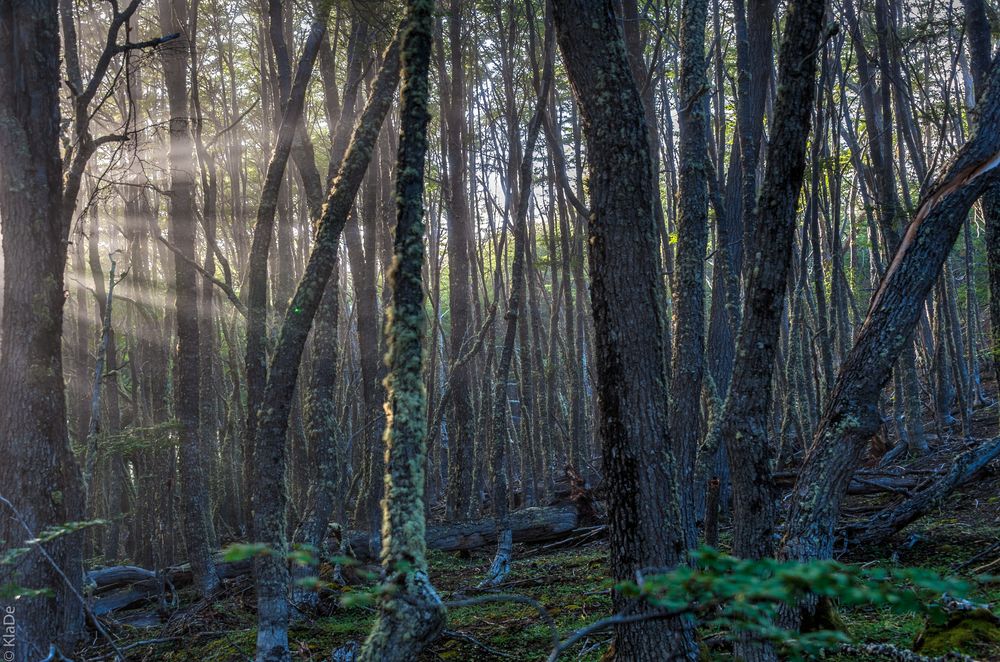 Tierra del Fuego - Zauberwald