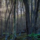 Tierra del Fuego - Zauberwald