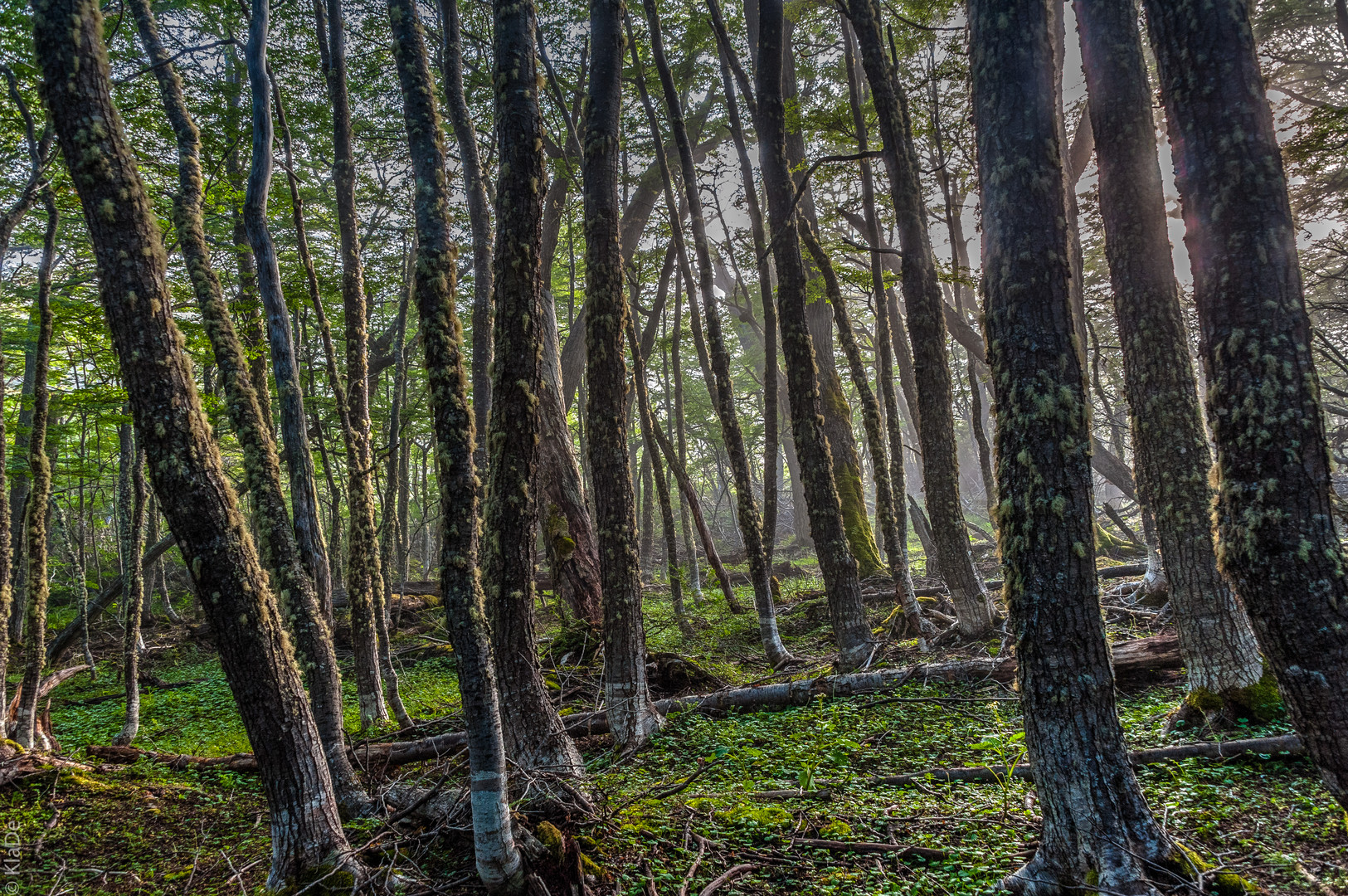 Tierra del Fuego - Zauberwald