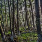 Tierra del Fuego - Zauberwald