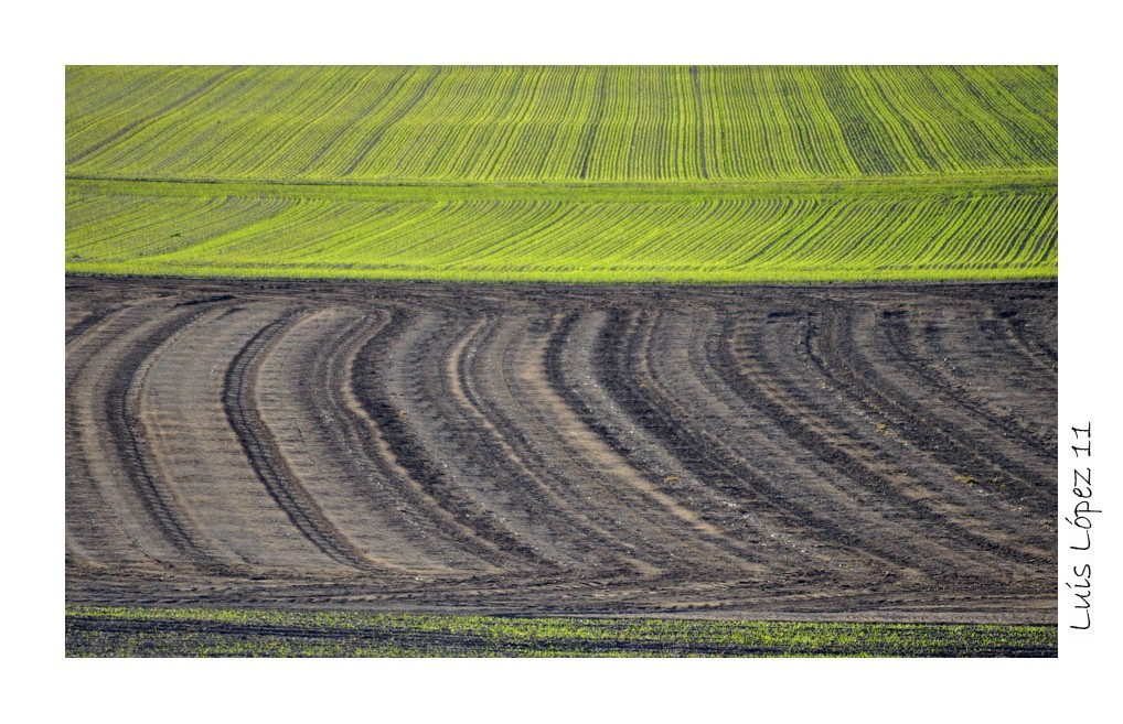 TIERRAS DE CULTIVO EN GALLOCANTA