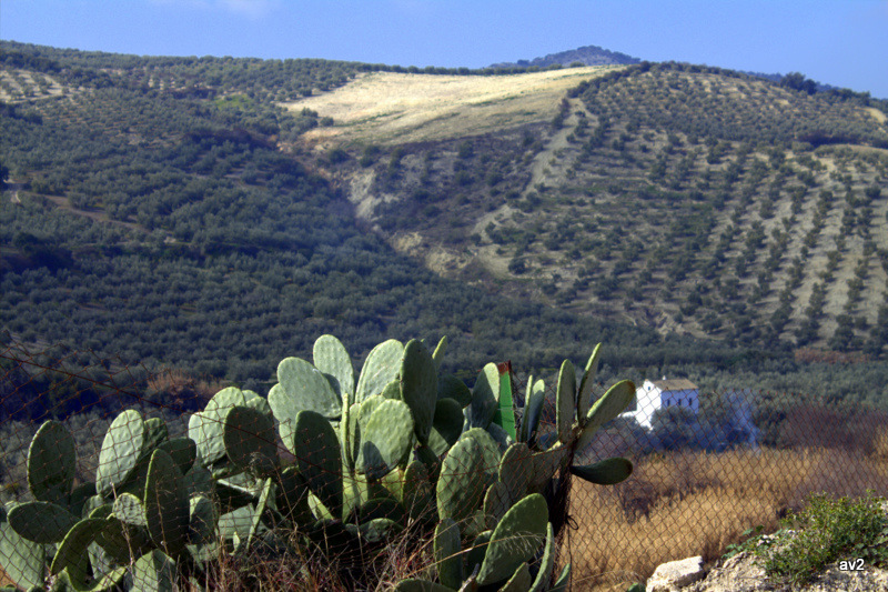 tierras del sur: higueras y olivos