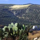 tierras del sur: higueras y olivos