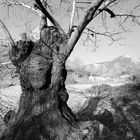 TIERRAS ROJAS DE LAS MÉDULAS. León