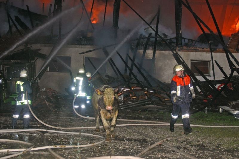 Tierrettung bei Großbrand