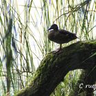 Tierrische Aussichten