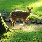 Tierschönheiten -   Brüderchen und Schwesterchen