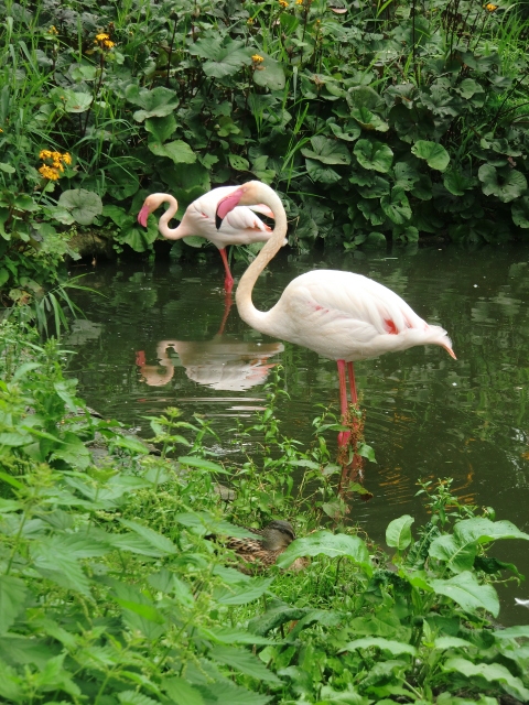 Tierschönheiten -   Flamingolife