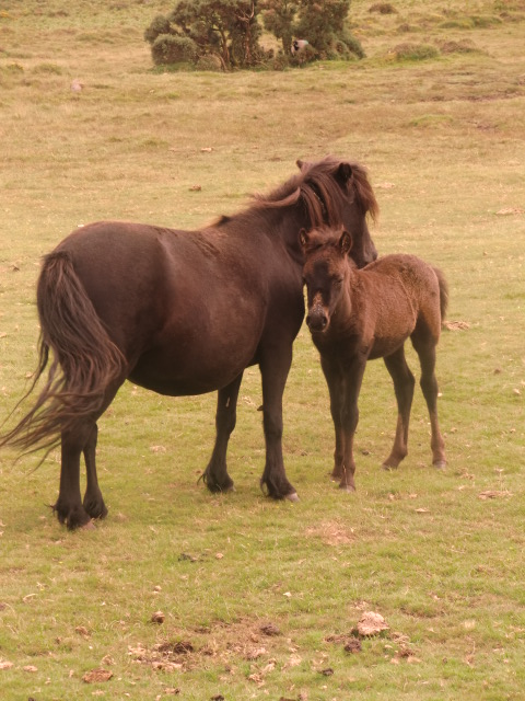 Tierschönheiten -    Pferde von Dartmoor