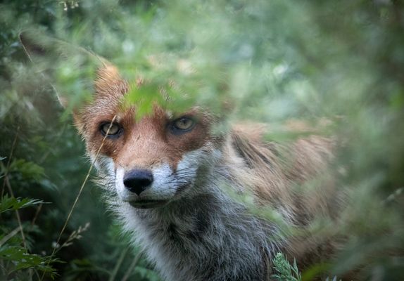 Tierschutz ist kein Anlass zur Freude,...