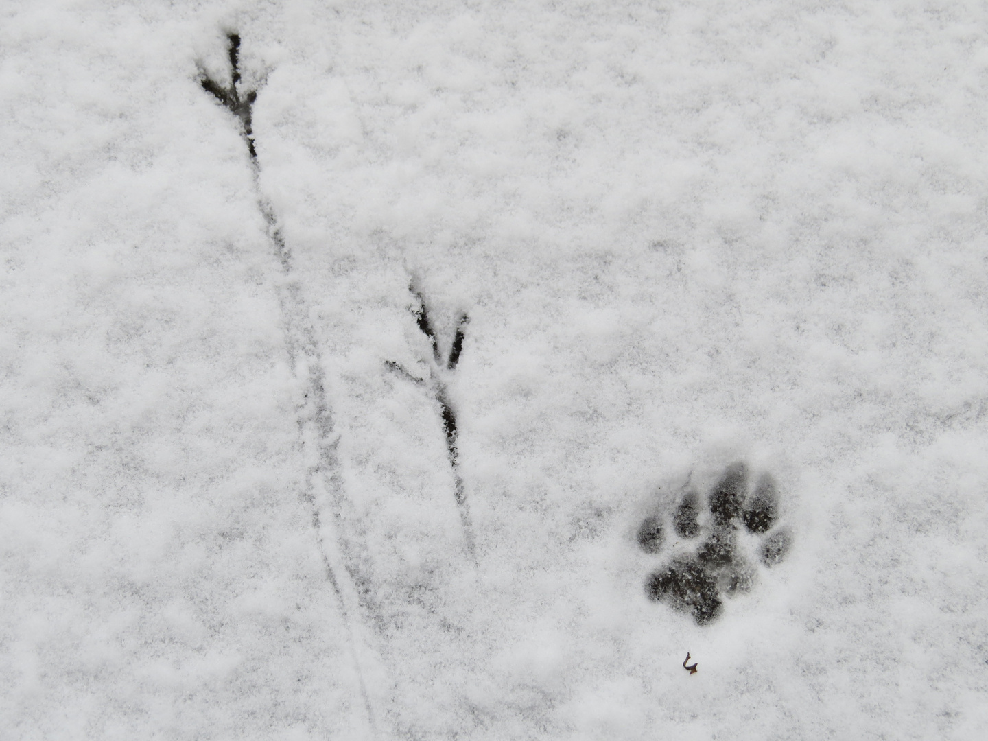 Tierspuren im Schnee