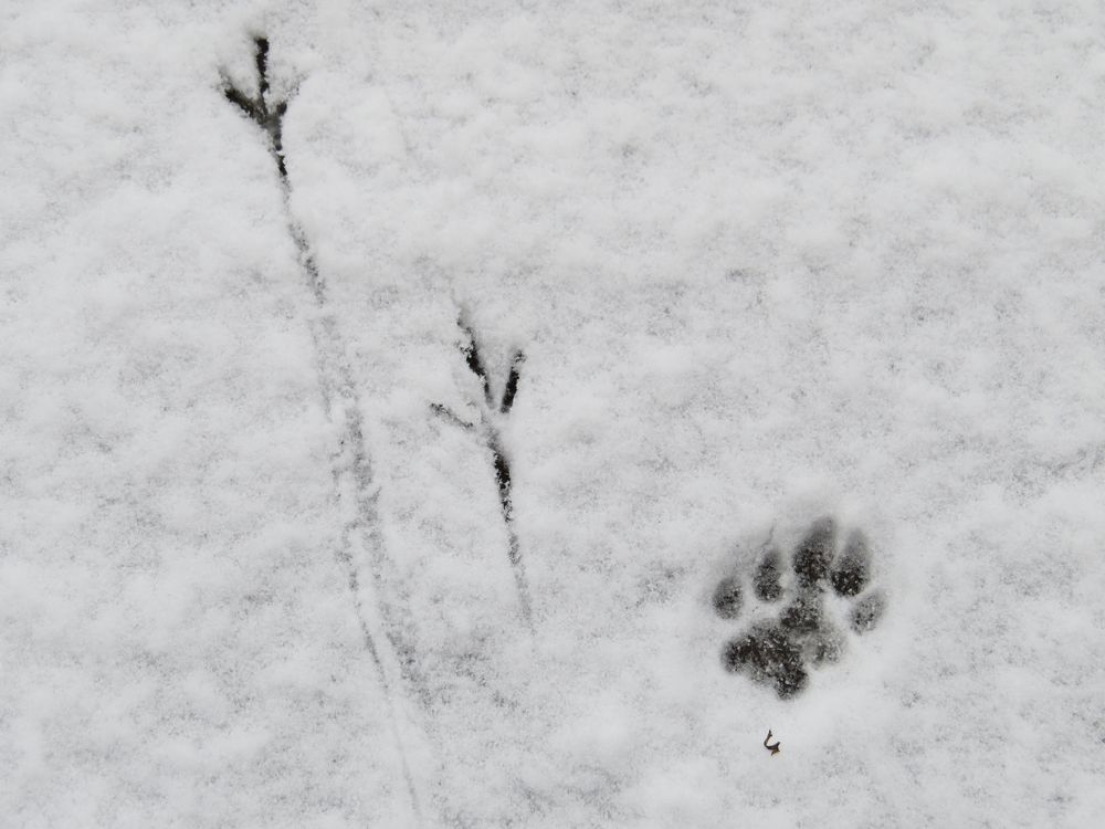 Tierspuren im Schnee Foto & Bild | tiere, spuren von ...