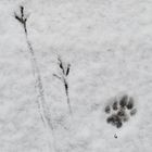 Tierspuren im Schnee