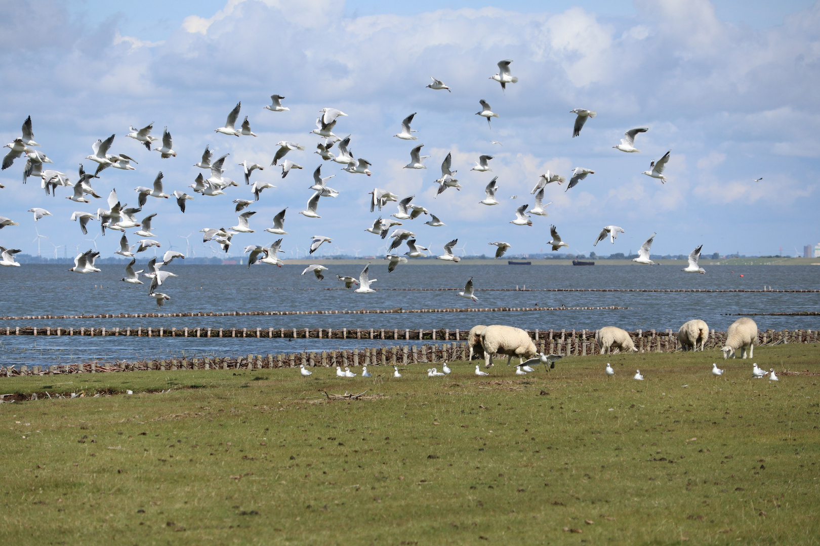 Tiersymbiose am Meer