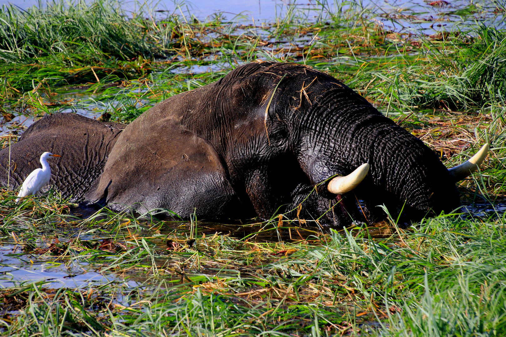 Tiersymbiose im Chobe Nationalpark