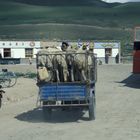 Tiertransport auf chinesisch