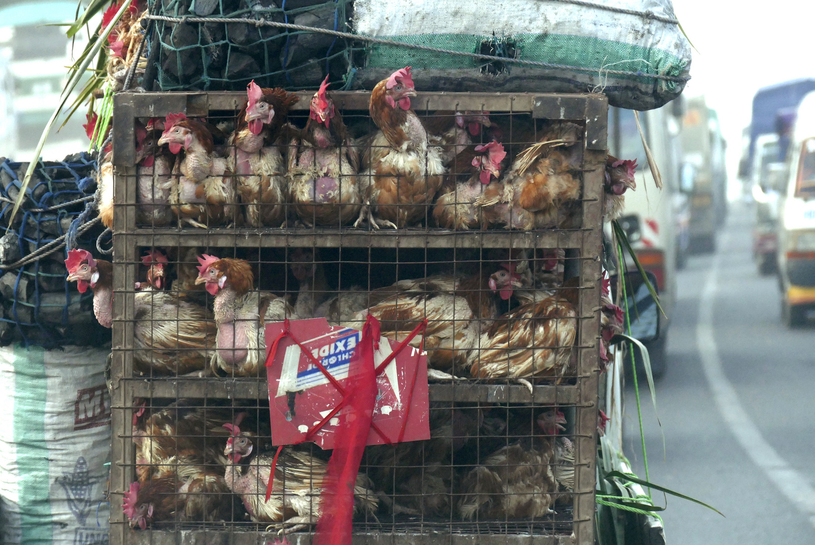 Tiertransport in Dar el Salaam