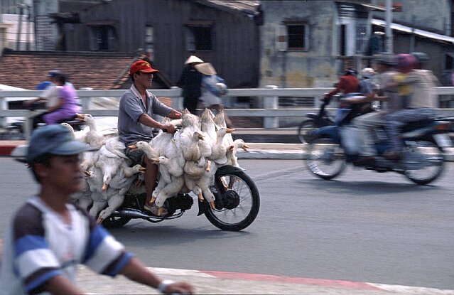 Tiertransport - Use in Vietnam