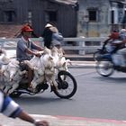 Tiertransport - Use in Vietnam