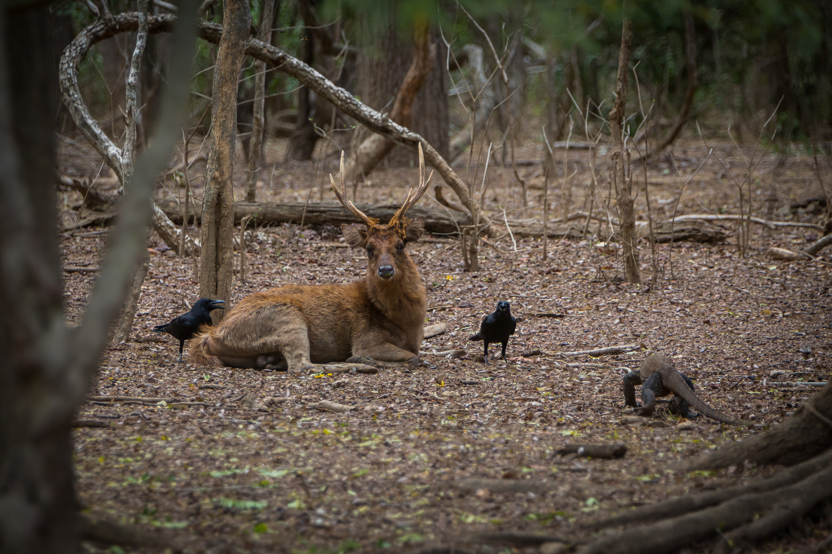 Tiertreffen