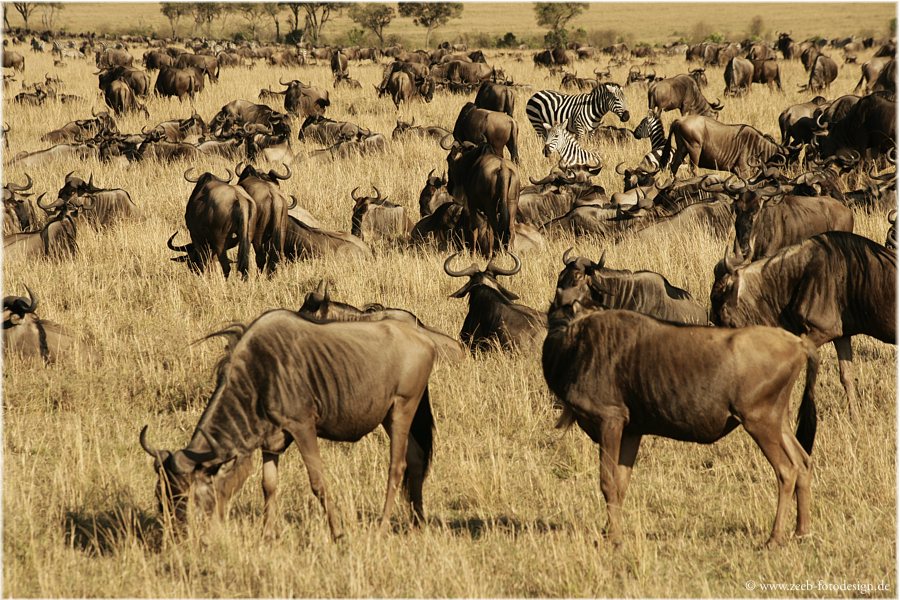 Tierwanderung in der Masai Mara
