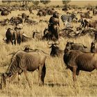 Tierwanderung in der Masai Mara