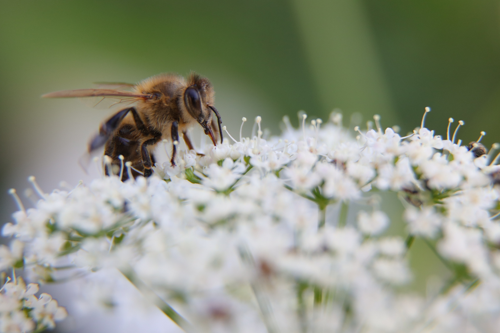 Tierwelt