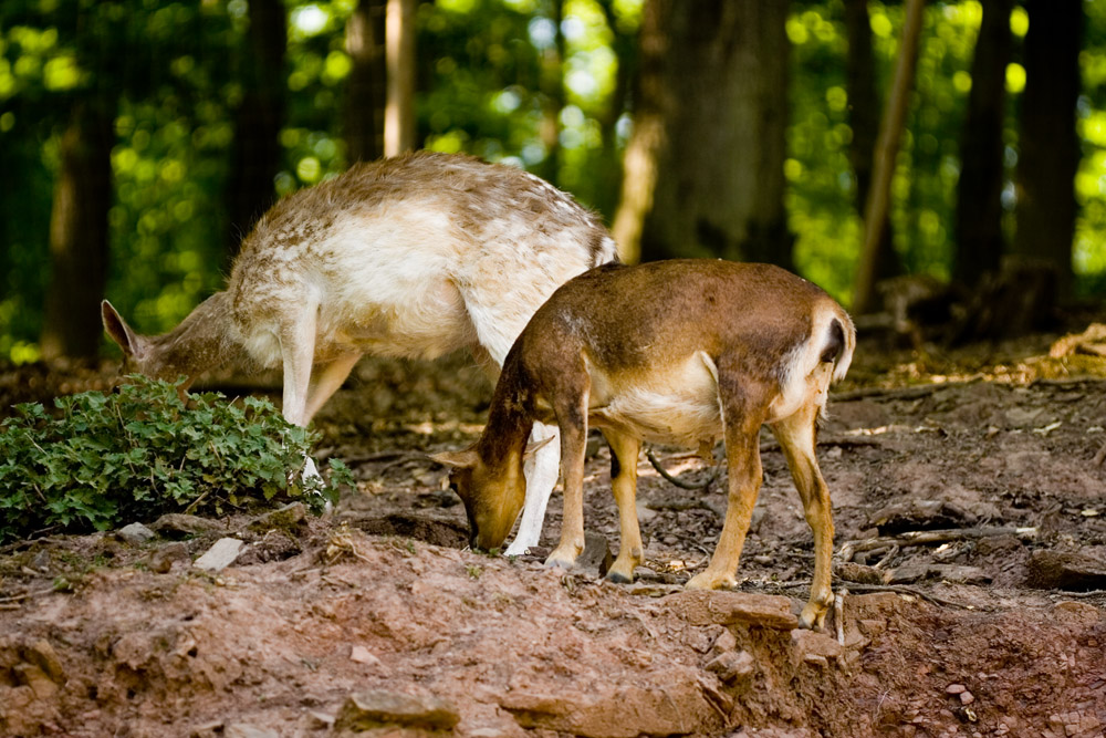 Tierwelt