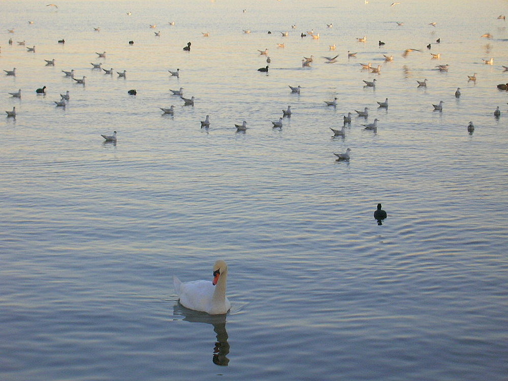 Tierwelt auf dem Rhein in Plobsheim (Elsass, Frankreich)