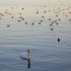 Tierwelt auf dem Rhein in Plobsheim (Elsass, Frankreich)