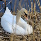 Tierwelt auf der Schwentiene 