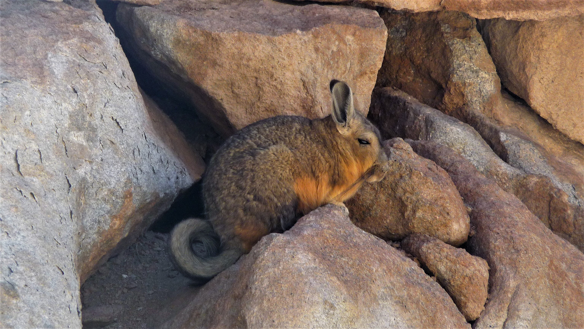 Tierwelt Boliviens