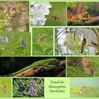 Tierwelt der Blumengärten Hirschstetten