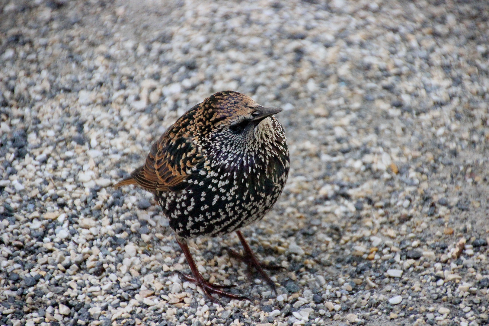 Tierwelt im Central Park NYC 