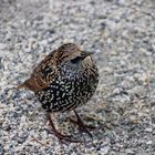 Tierwelt im Central Park NYC 