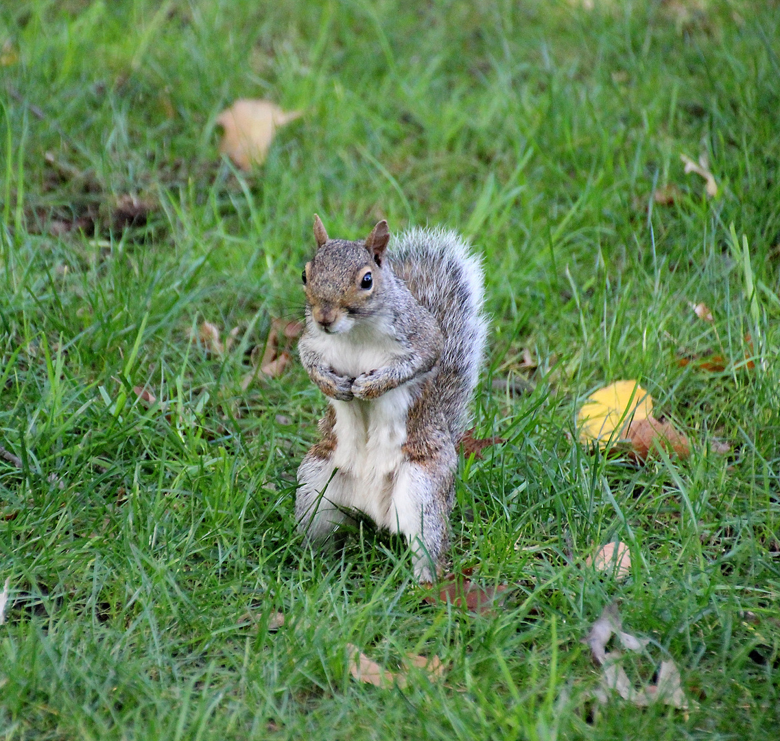 Tierwelt im Central Park NYC