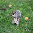 Tierwelt im Central Park NYC